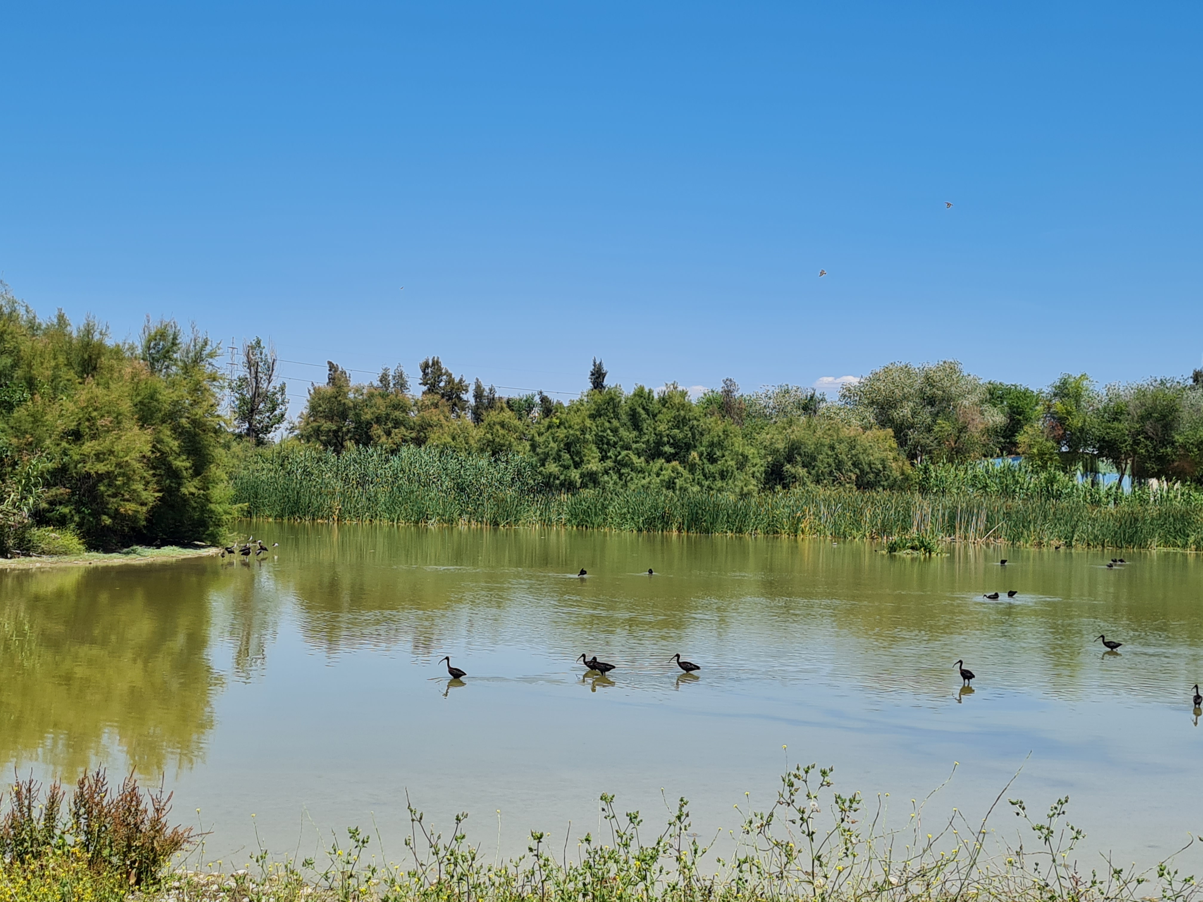 Horario Laguna Fuente del Rey