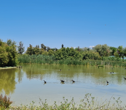 Horario Laguna Fuente del Rey