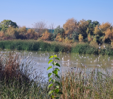 Laguna Fuente del Rey