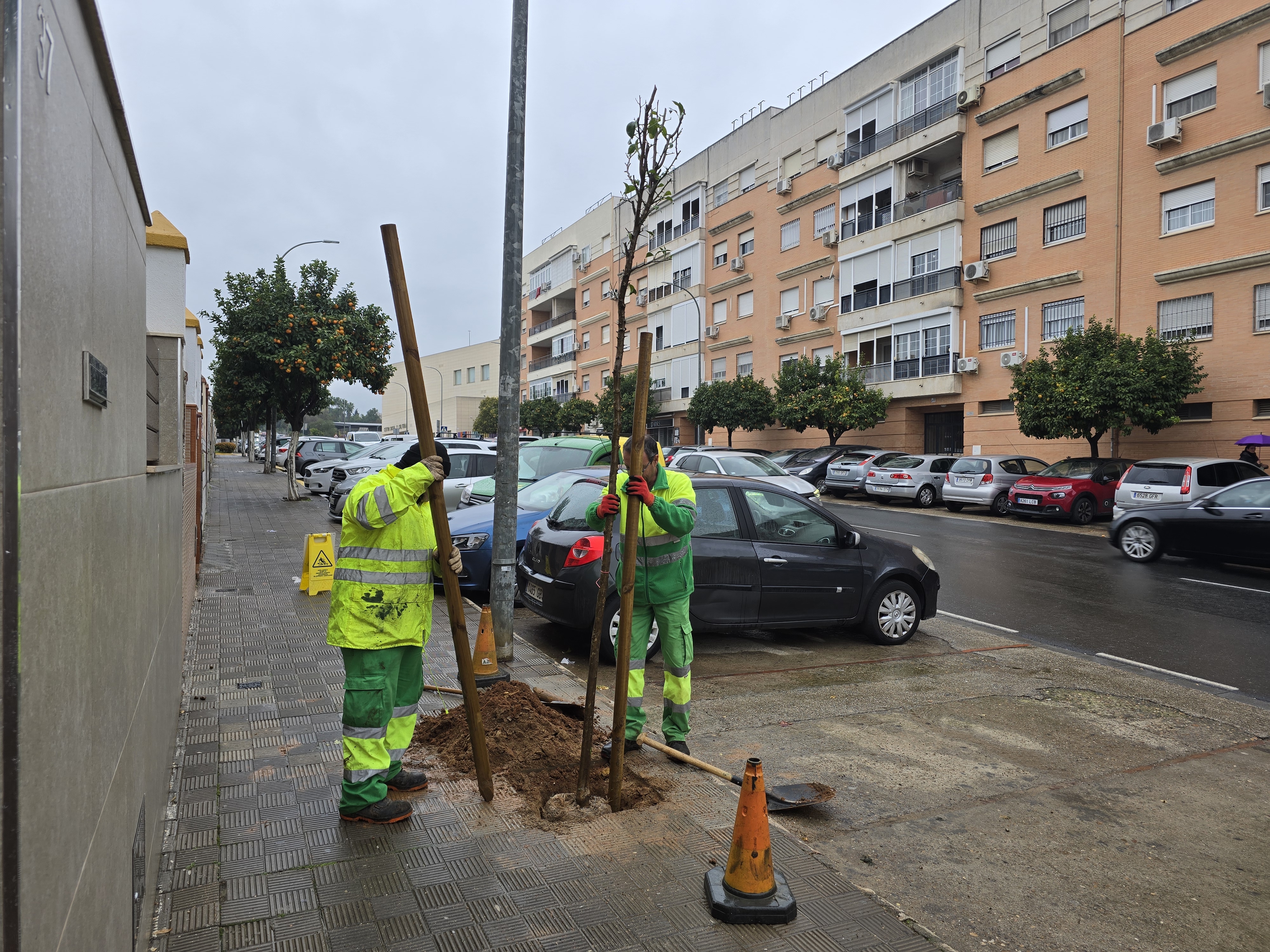 Inicio campaña plantación