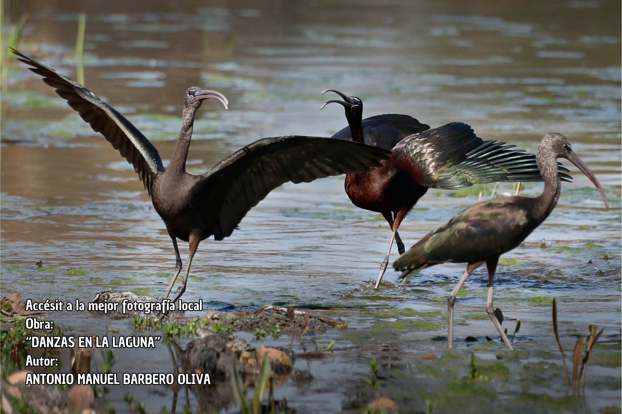 Accésit a la mejor fotografía local Obra “DANZAS EN LA LAGUNA” Autor ANTONIO MANUEL BARBERO OLIVA