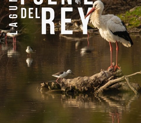 CARTEL CONCURSO FUENTE DEL REY 2025 - JPG 01