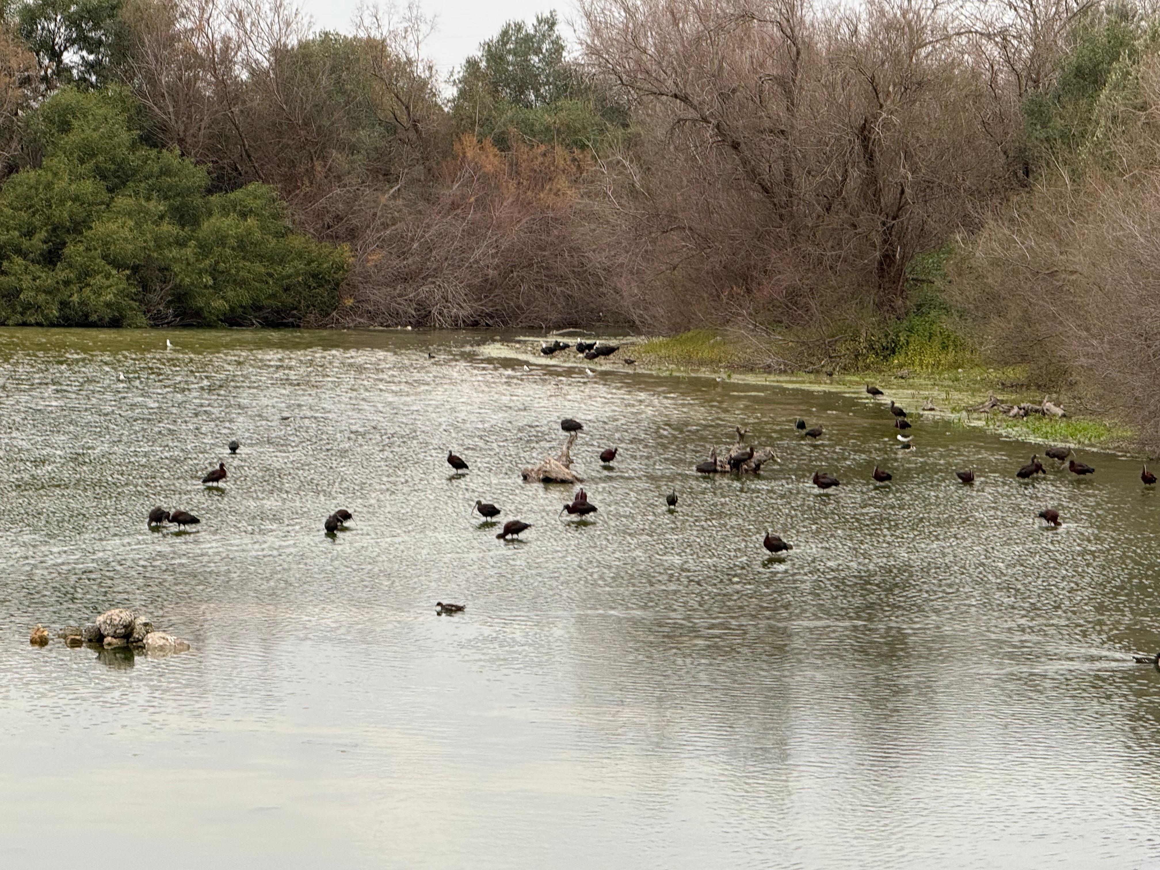 LAGUNA DE FUENTE DEL REY