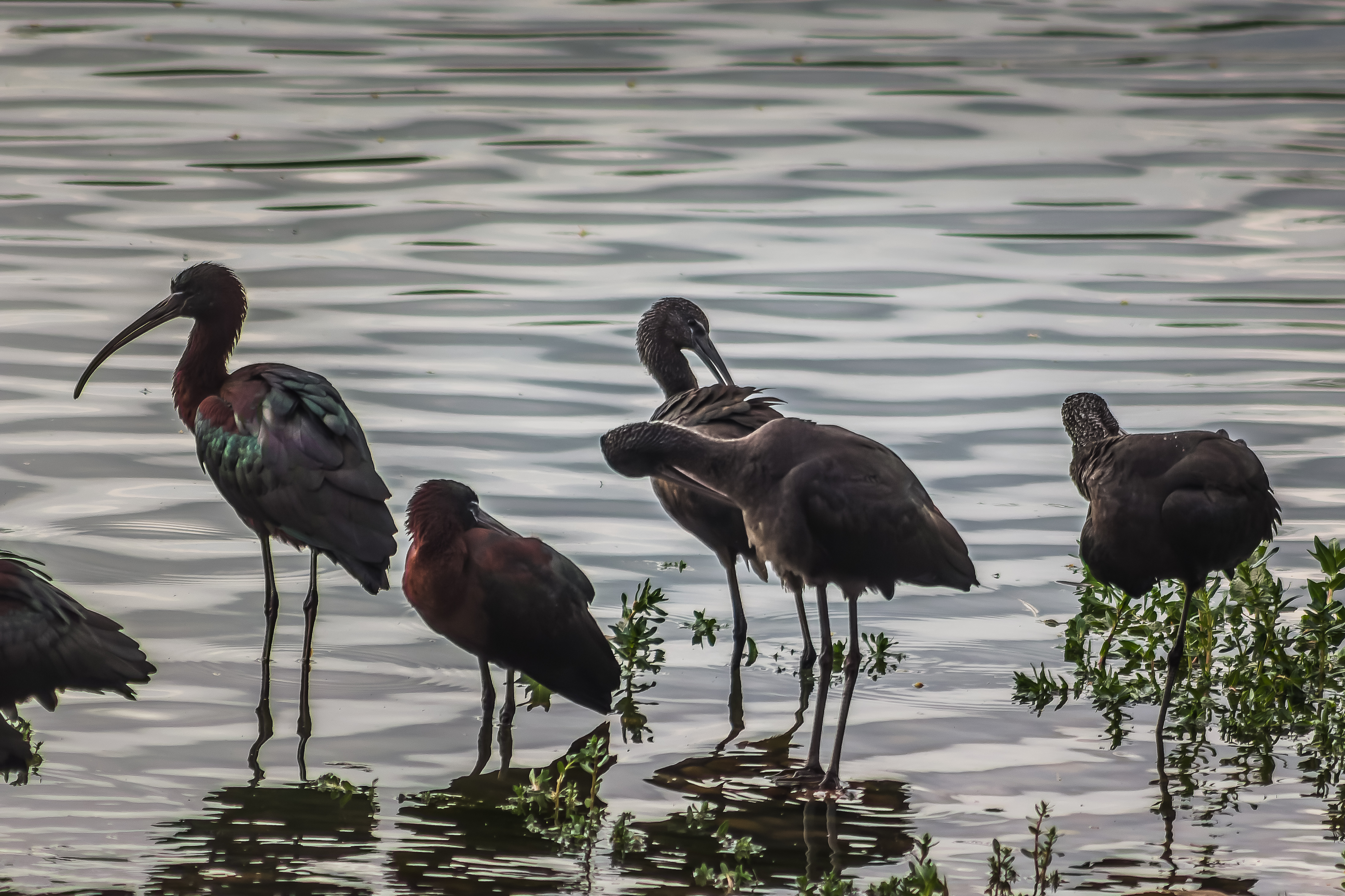 Los Guardianes del Estanque