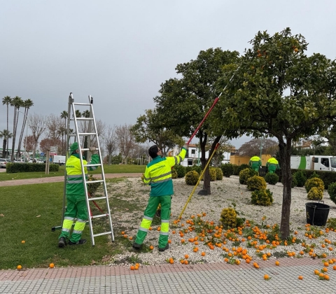 RETIRADA NARANJA AMARGA 01